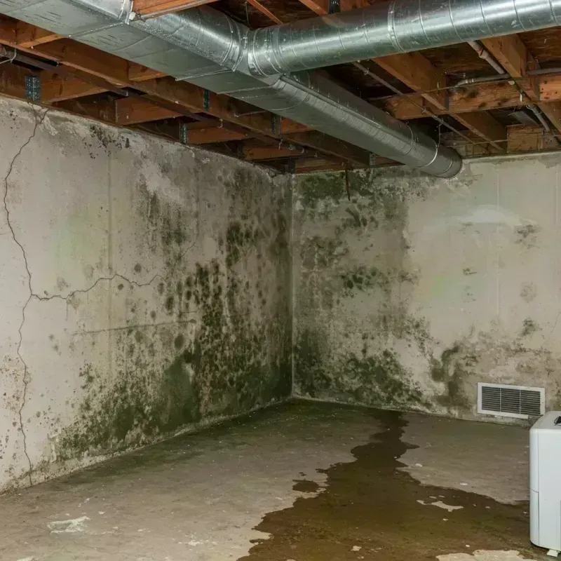 Professional Mold Removal in Park Forest, IL